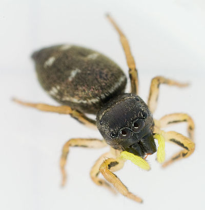 Heliophanus cupreus W 7-6006.jpg