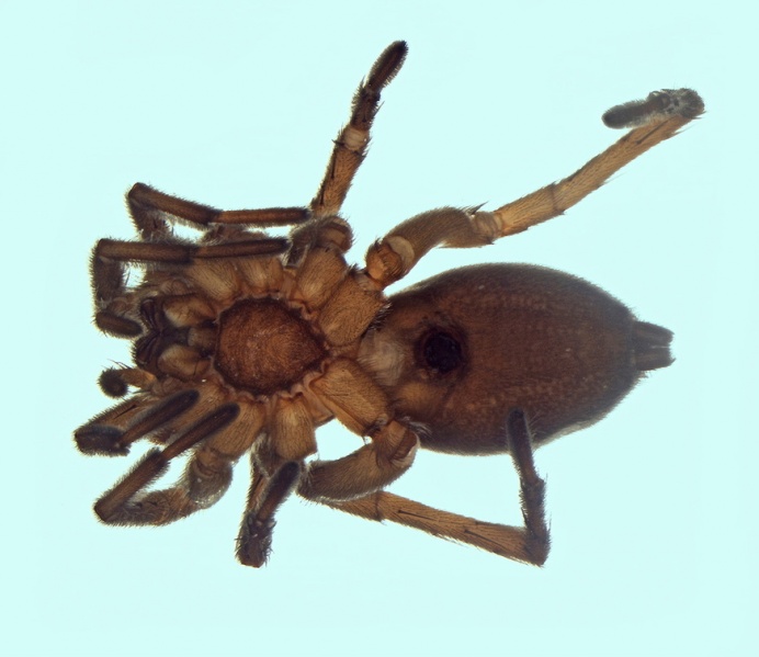 Datei:Parasyrisca vinosa female 20160831132719-5b2e38aa-me.jpg