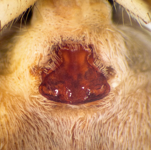 Datei:Pardosa-palustris Benneckenstein-4330 11-05 02-epig.jpg