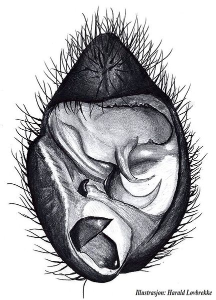 Datei:Pardosa eiseni palpeunderside HLovbrekke.jpg