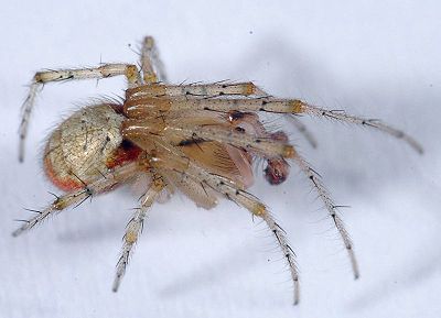 Zygiella atrica m lat-800.jpg