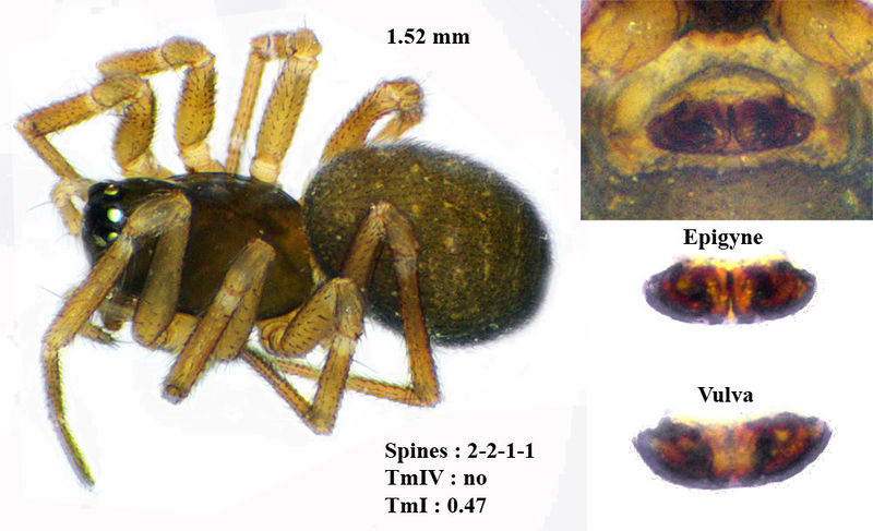 Datei:Diplocephalus permixtus f.jpg