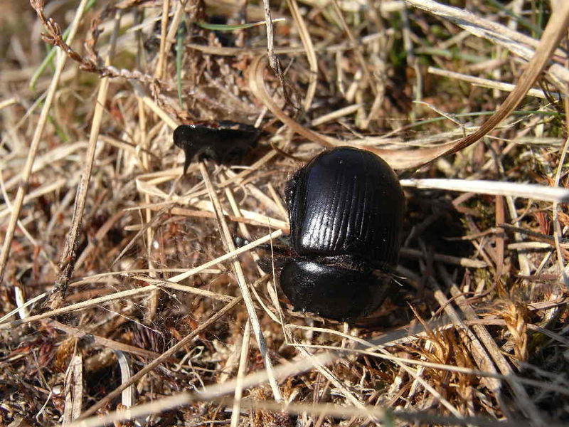 Datei:ErSaNetz L05 SORGE 100414 1.JPG