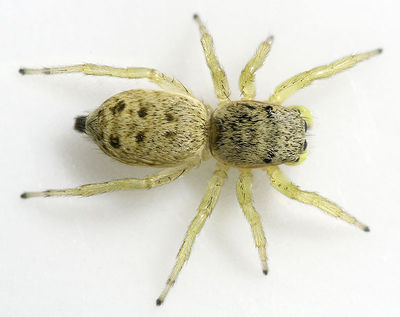 Heliophanus-simplex Ungarn-Sas 09-05 03.jpg