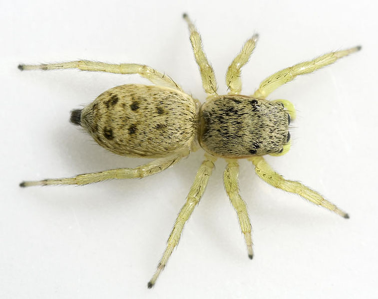 Datei:Heliophanus-simplex Ungarn-Sas 09-05 03.jpg