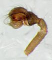 linker Pedipalpus