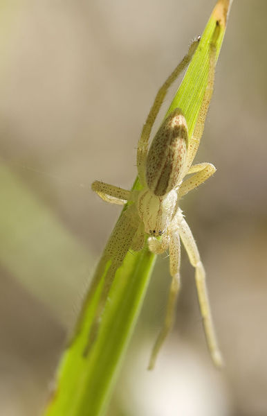 Datei:Micrommata-virescens Rotenstein 12-10 05.jpg