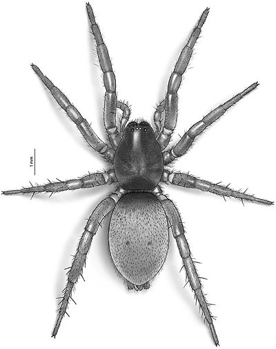 Opaca Grafik 08-12.jpg