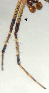 Pityohyphantes-phrygianus Werner-Oertel 02.jpg