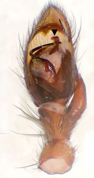 Datei:Quadripunctatus Weimar 08-03 06-Pedipalpus mitpfeil.jpg
