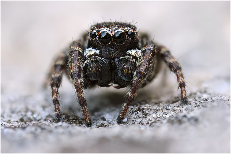 Datei:Sitticus inexpectus male frontal Schaefer.jpg