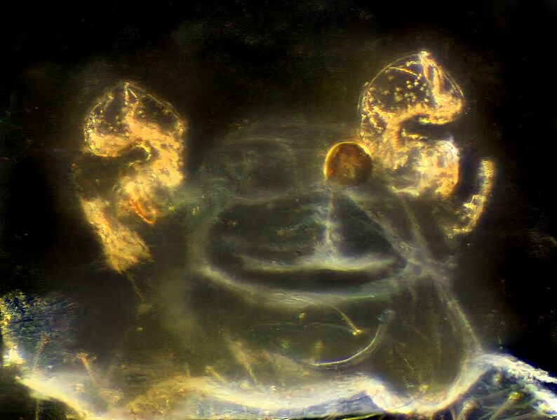 Datei:Tetragnatha-montana vulva.jpg