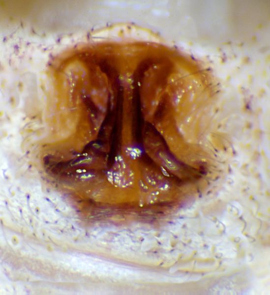 Datei:Xysticus brevidentatus epigyne.jpg