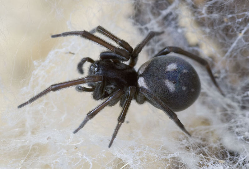 Datei:Nurscia-sequerai Portugal-Bach 12-10 02.jpg