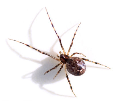 Ohlertidion ohlerti female ovate.jpg