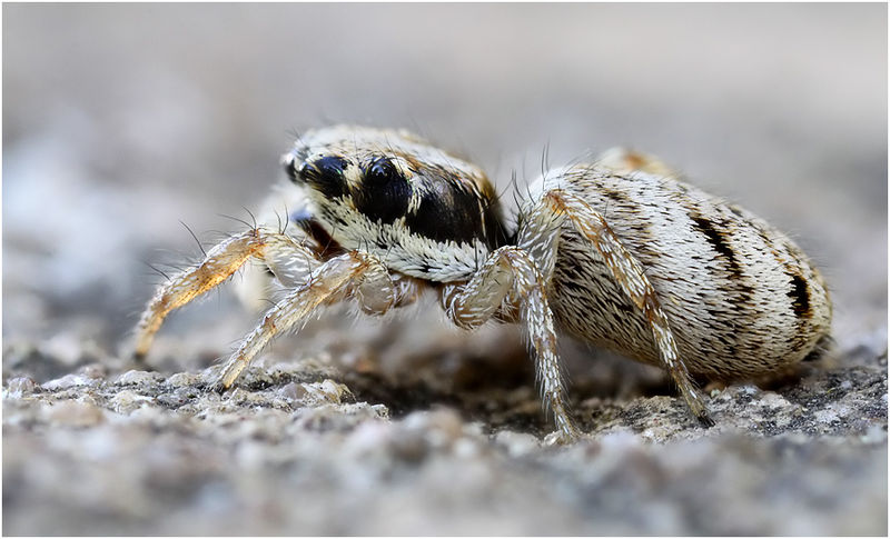 Datei:Salticus mutabilis female lateral Schaefer.jpg