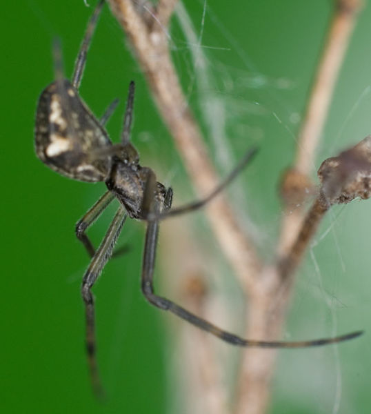 Datei:Tetragnatha obtusa 7-6725.jpg