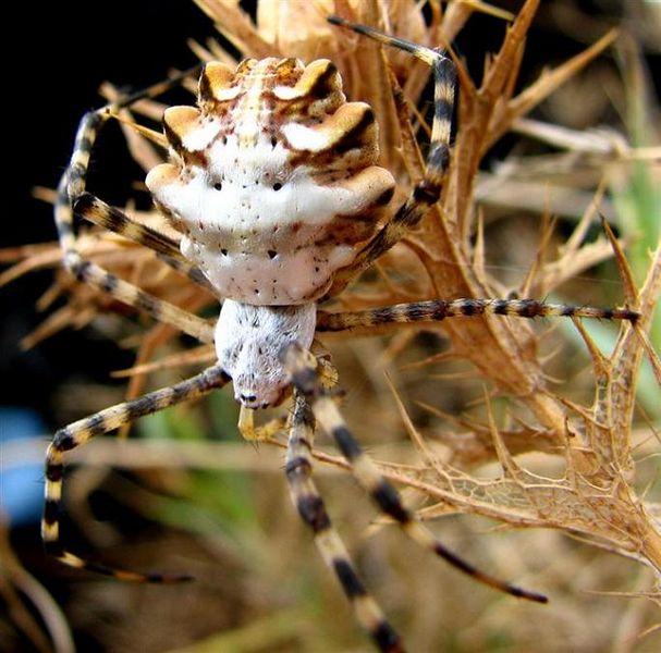 Datei:Argiope lobata dorsal.jpg