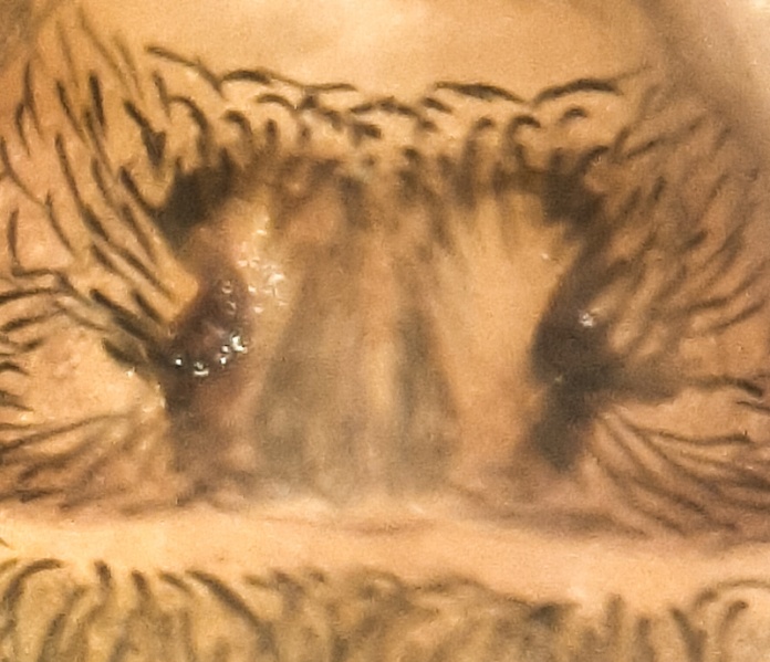 Datei:Brigittea vicina f epigyne.jpg