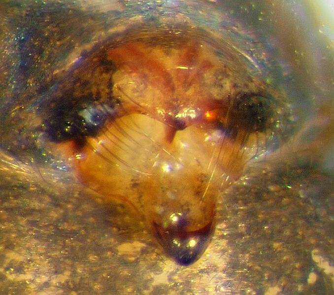 Datei:Kaestneria dorsalis.jpg