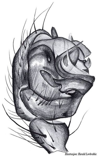 Datei:Tenuiphantes tenebricola palp HLovbrekke.jpg