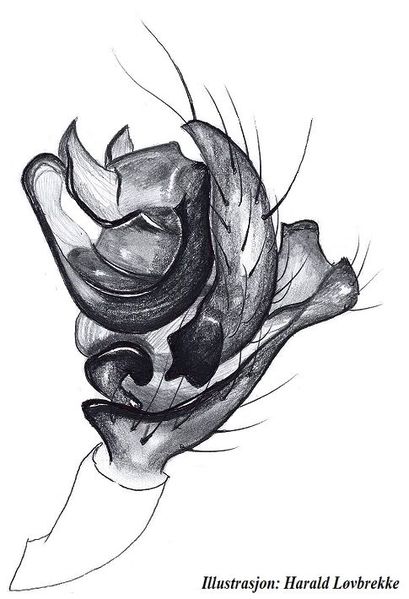 Datei:Araeoncus crassiceps palp HLovbrekke.jpg