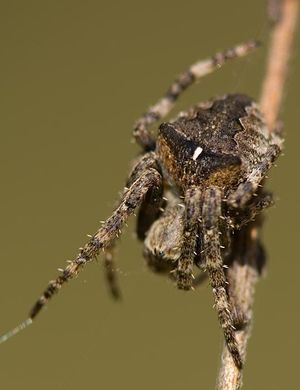 Araneus angulatus 7-5835.jpg