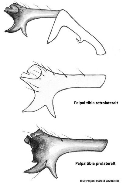 Datei:Erigone dentosa palpal tibia HLovbrekke.jpg