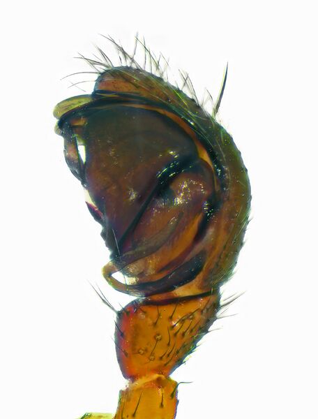 Datei:Linyphia-hortensis palp.jpg