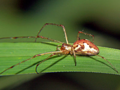 Tetragnatha obtusa f4.jpg