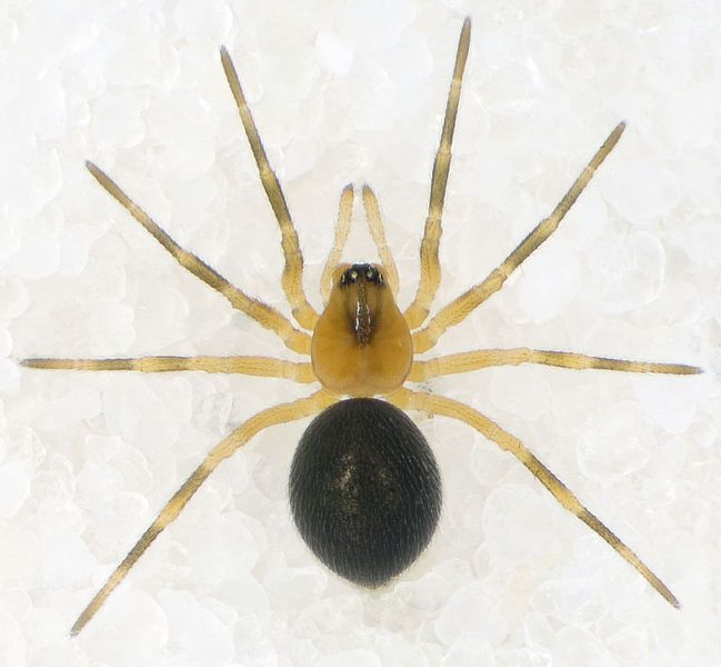 Datei:Trematocephalus-cristatus Lehesten-5534 11-04 01.jpg