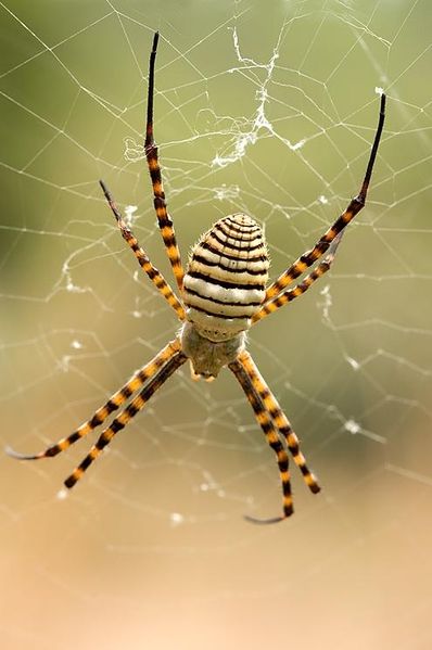 Datei:A. trifasciata 1.JPG