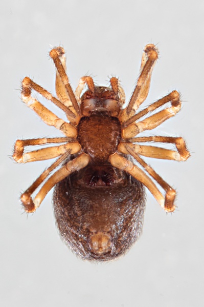 Datei:Cinetata gradata weibchen2.jpg