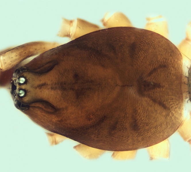 Datei:Monocephalus fuscipes male 20150325141552-01474a34-me.jpg