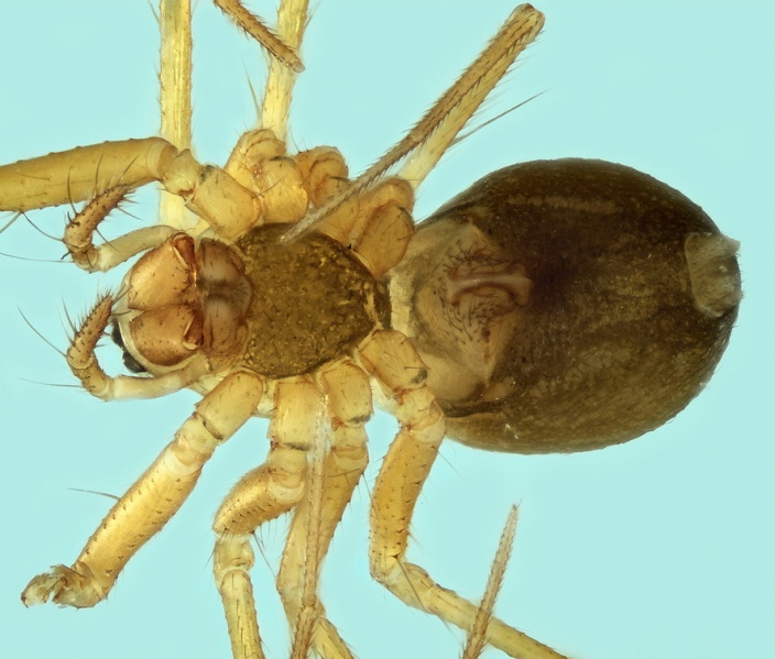 Datei:Palliduphantes stygius femal vetral 20171218203300-db92f2b6-me.jpg