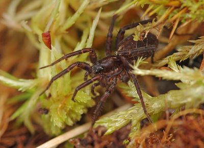 Pardosa sphagnicola female A6073 PL0363.JPG