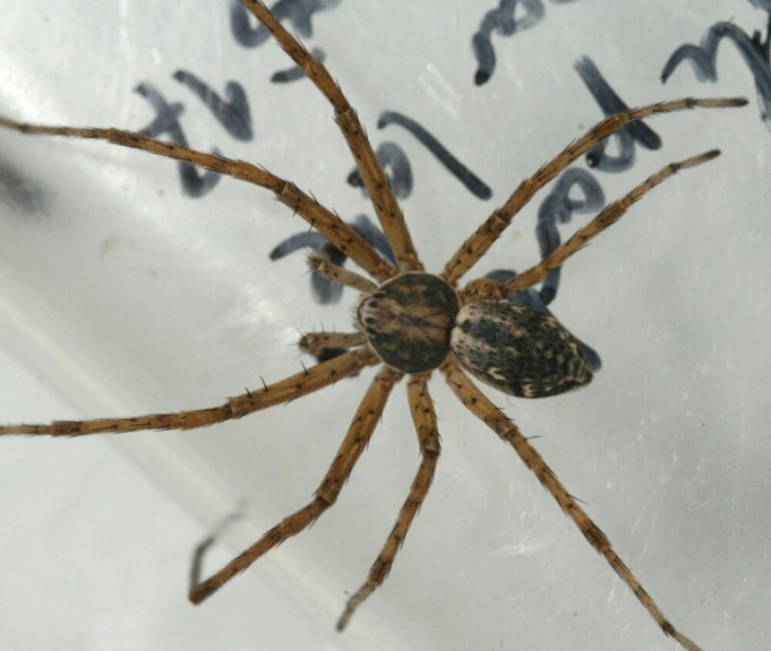 Datei:Philodromus marmoratus m do.jpg