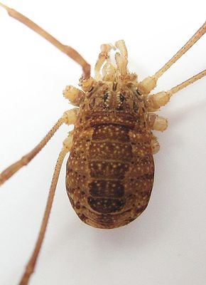 Rilaena triangularis 1.jpg