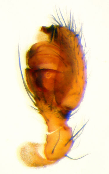 Datei:Theridion familiare 110624004 Bulbe 02.jpg