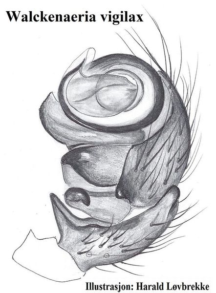 Datei:Walckenaeria vigilax palp HLovbrekke.jpg