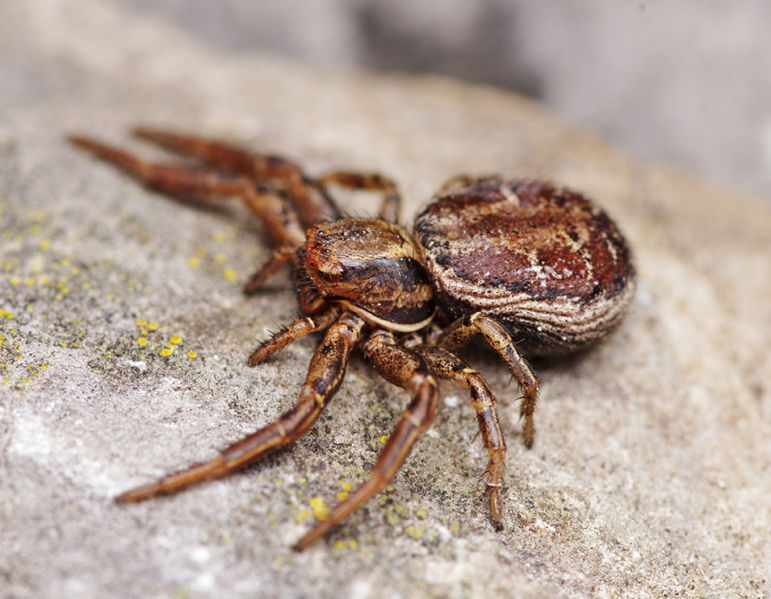 Datei:Xysticus desidiosus female A6398 PP0651.JPG