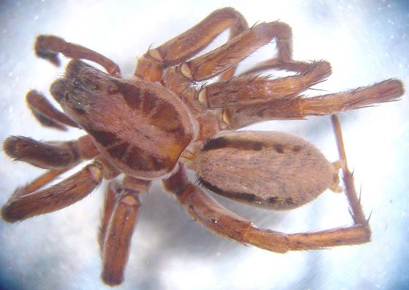 Datei:Alopecosa striatipes 1024.jpg