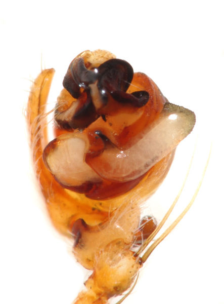 Datei:Araneus diadematus male A3294 PN6073.JPG