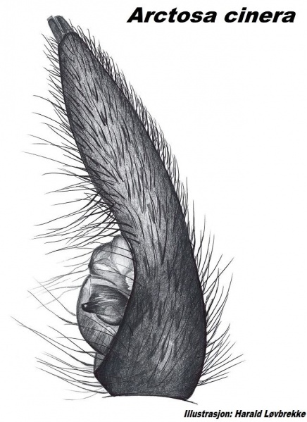 Datei:Arctosa cinera palp side HLovbrekke.jpg