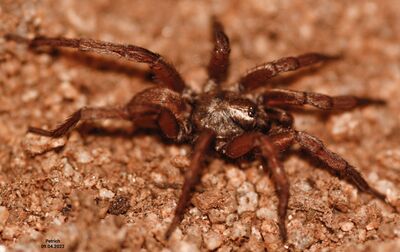 Brachythele langourovi male habitus.jpg