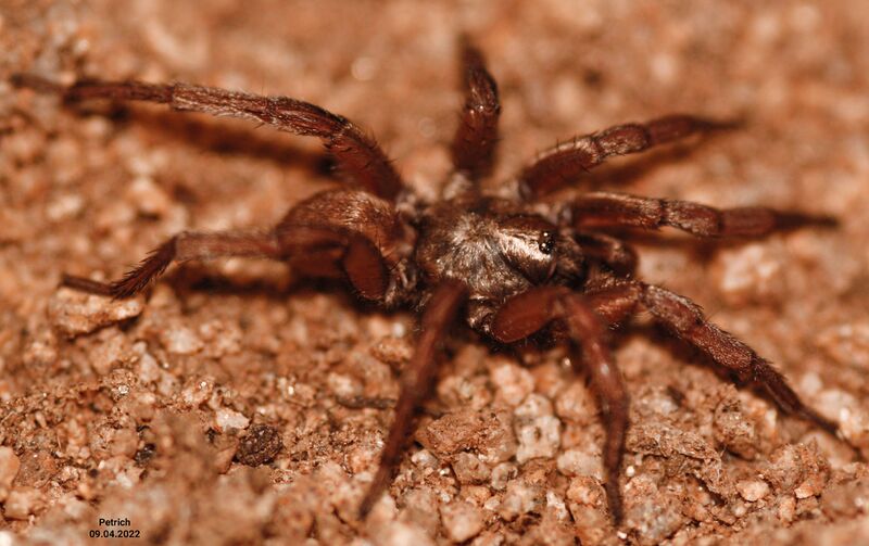 Datei:Brachythele langourovi male habitus.jpg