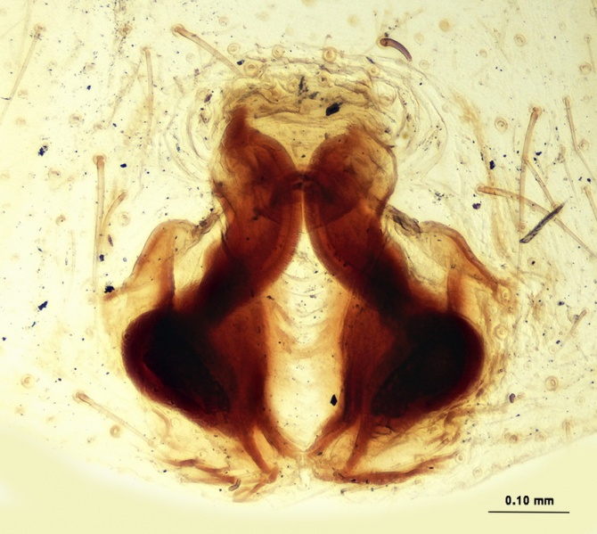 Datei:Gnaphosa alpica Epigyne 20180114123124-a70296c9-me.jpg