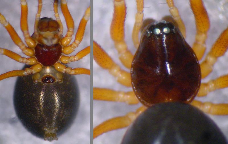 Datei:Gonatium paradoxum 2 1024.jpg