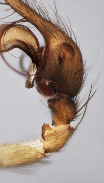 Datei:Histopona luxurians male leftPalp Patella-apophyse.jpg