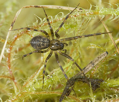 Labulla-thoracica No-Liesten 09-10 02.jpg